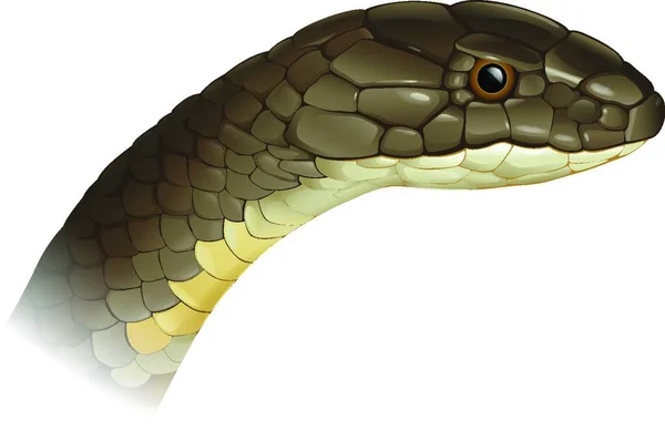 Groene Snake Illustratie Giftig Dier — Stockvector