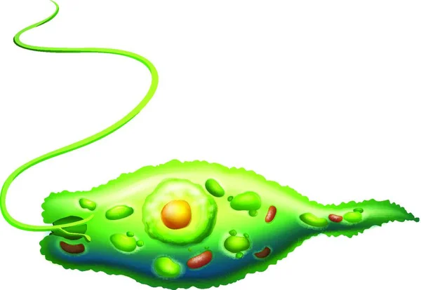 绿色Euglena矢量图解 — 图库矢量图片