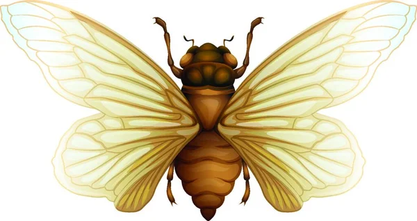 Generic Cicada Illustration Vector — Stock Vector