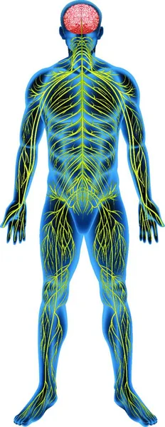 Obrázek Lidského Nervového Systému — Stockový vektor