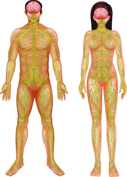Ilustración Del Sistema Nervioso Humano — Vector de stock