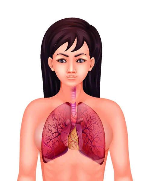 Ilustrace Lidského Dýchacího Systému — Stockový vektor