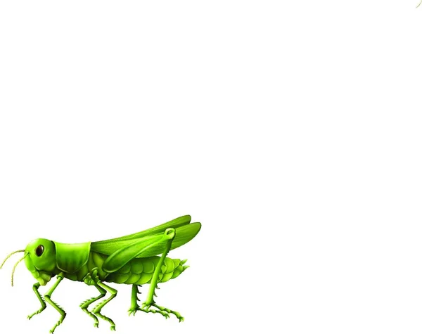 Grasshopper Dier Vector Illustratie — Stockvector