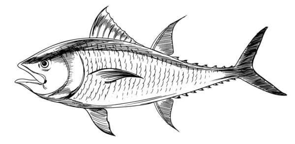 Ilustrasi Vektor Tuna Sirip Biru Atlantik - Stok Vektor