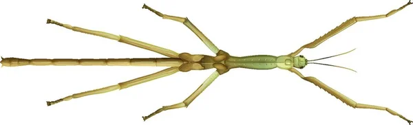 Illustration Vectorielle Insectes Bâton — Image vectorielle
