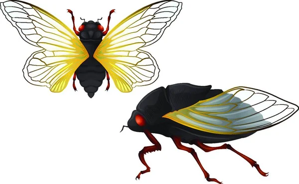 Ilustrasi Vektor Bug Cicada - Stok Vektor