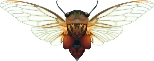 Ilustración Vector Cicada Bug — Vector de stock