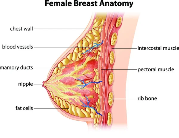 Female Breast Anatomy Vector Illustration — Stock Vector