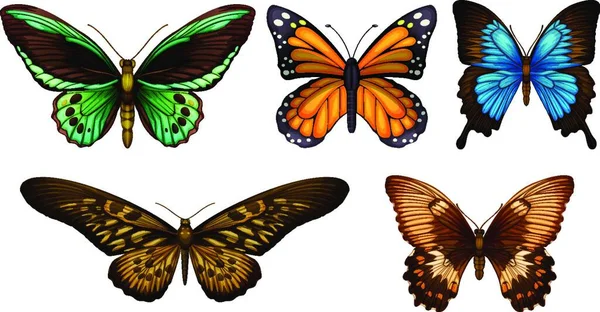 Vackra Fjärilar Vektor Illustration — Stock vektor