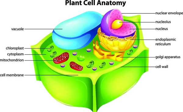 Plant Cell Anatomy Vector Illustration — Vettoriale Stock
