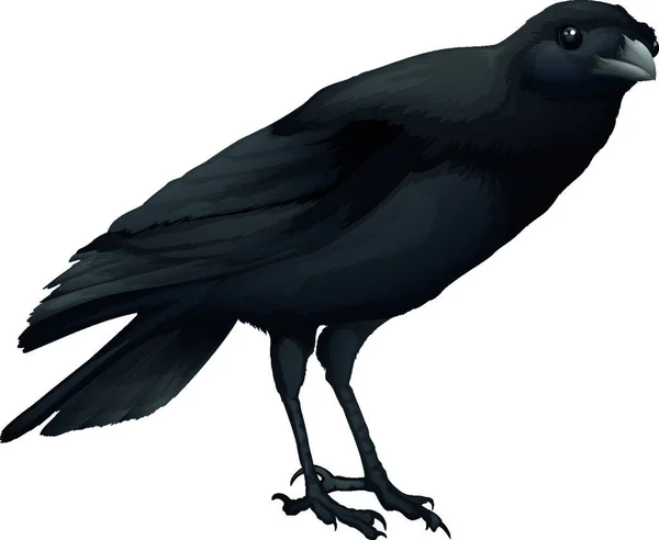 Crow Bird Vector Illustration — Stock Vector
