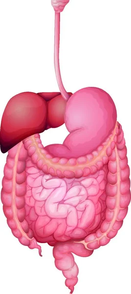 Ilustración Del Sistema Digestivo Humano — Archivo Imágenes Vectoriales