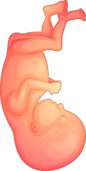 Human Fetus Graphic Vector Illustration — Stock Vector