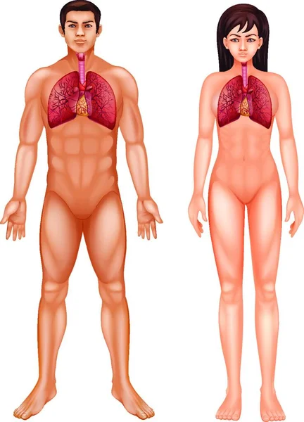 Иллюстрация Дыхательной Системы Человека — стоковый вектор