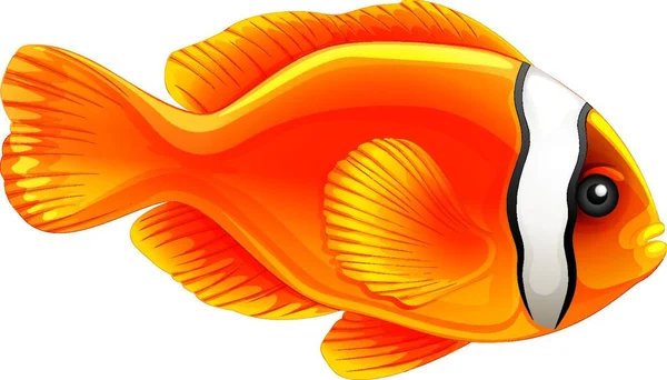 Tomato Clownfish Graphic Vector Illustration — Stock Vector