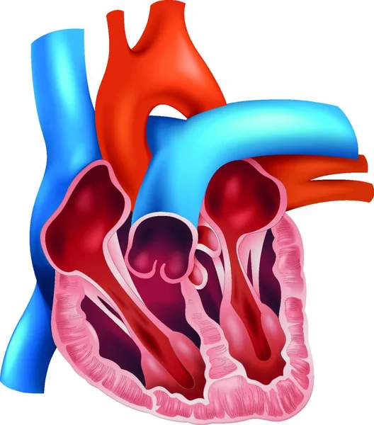 Illustrazione Vettoriale Della Sezione Cardiaca — Vettoriale Stock