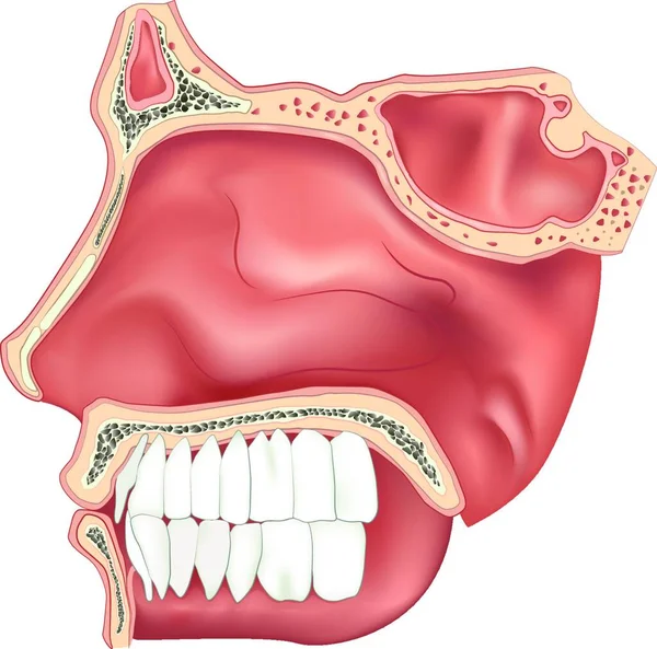 Nasal Cavity Graphic Vector Illustration — 스톡 벡터