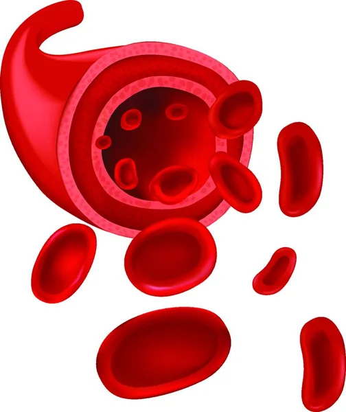 Czerwone Krwinki Ilustracja Wektora Graficznego — Wektor stockowy