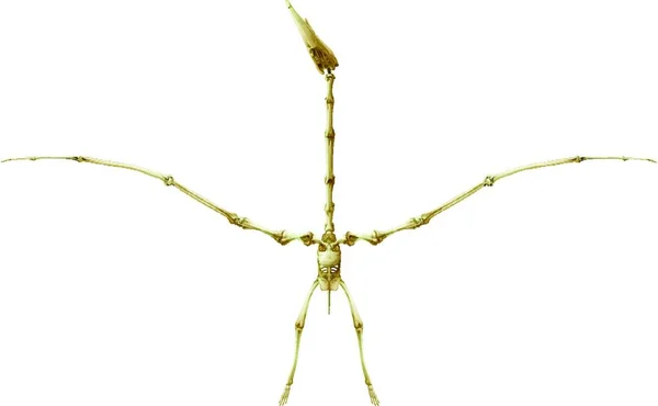 Pterodactylus Skelet Grafische Vector Illustratie — Stockvector