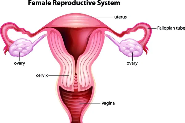 女性の生殖器系やグラフィックベクトル図 — ストックベクタ