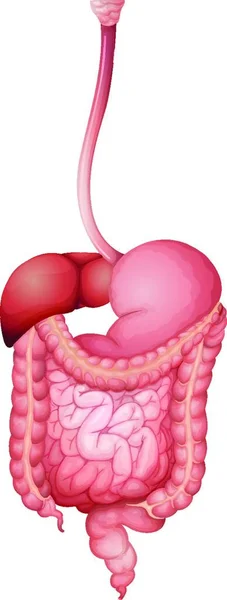 Ilustração Sistema Digestivo Humano — Vetor de Stock