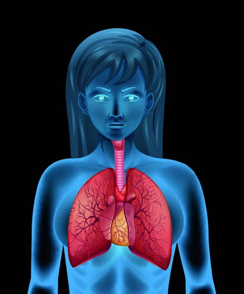 Human Respiratory System Illustration — Stock Vector