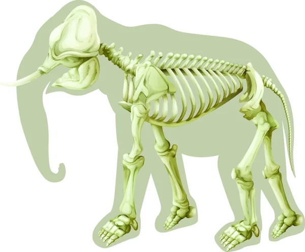 Elephas Maximus Iskelet Grafik Vektör Çizimi — Stok Vektör