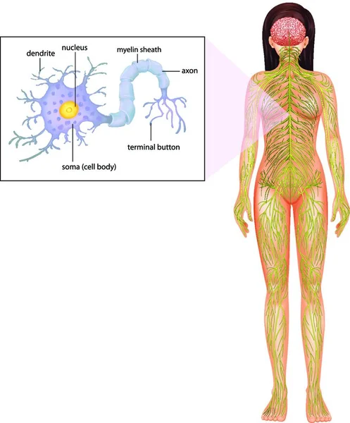 Neurón Femenino Ilustración Vectorial Gráfica — Vector de stock