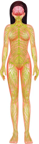 Иллюстрация Нервной Системы Человека — стоковый вектор
