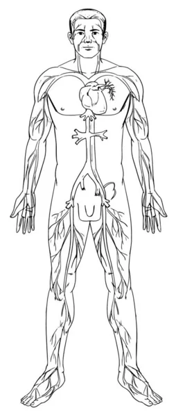 Ilustración Del Sistema Circulatorio Humano — Archivo Imágenes Vectoriales