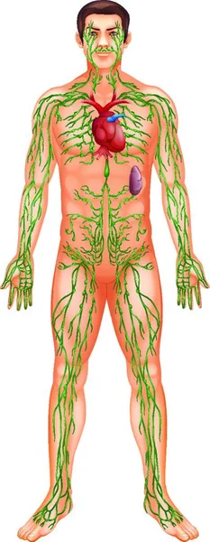 Lymphatic System Graphic Vector Illustration — Stock Vector