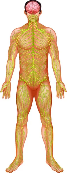 Ilustração Sistema Nervoso Humano —  Vetores de Stock