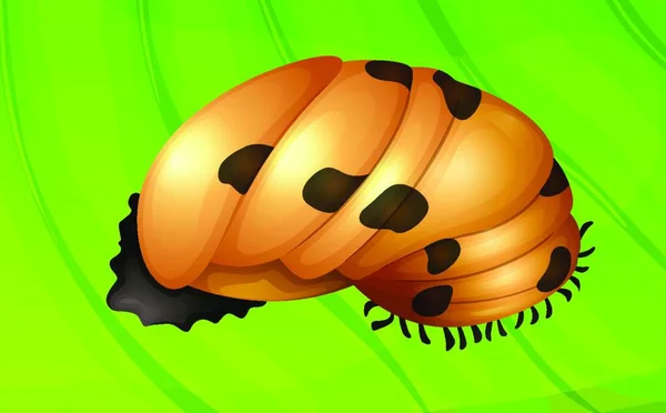 Κύκλος Ζωής Ladybug Γραφική Διανυσματική Απεικόνιση — Διανυσματικό Αρχείο