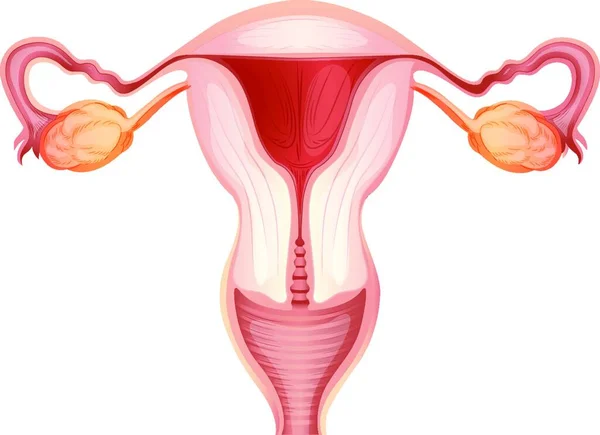 Женская Репродуктивная Система Графическая Векторная Иллюстрация — стоковый вектор