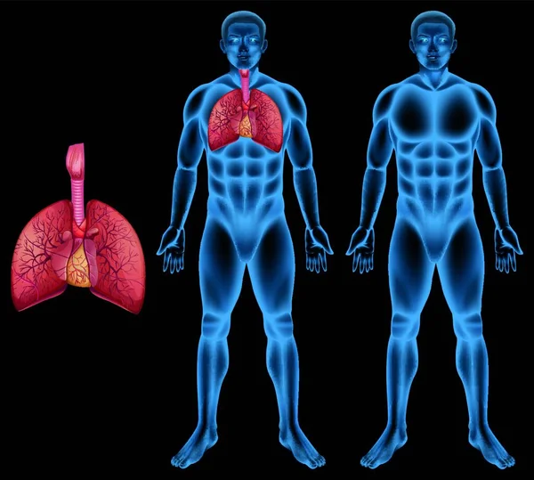 Illustration Système Respiratoire Humain — Image vectorielle
