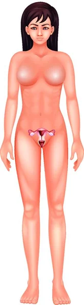 Female Reproductive Organ Graphic Vector Illustration — Stock Vector
