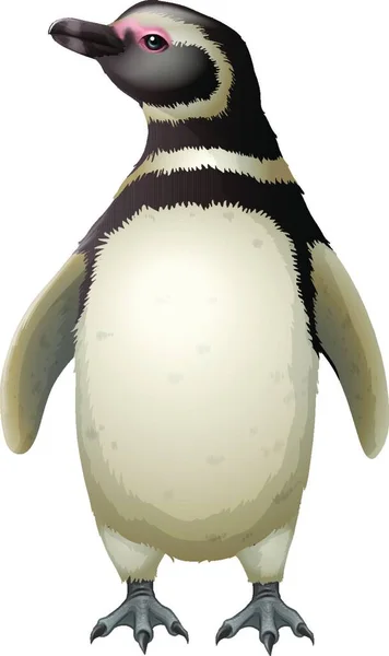 Magallanic Penguin Vector Ilustración — Archivo Imágenes Vectoriales