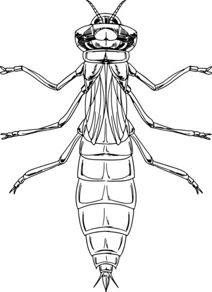 Illustration Der Libellennymphen Vektorzeichnung — Stockvektor