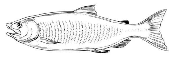 Atlantic Salmon Illustrazione Grafica Vettoriale — Vettoriale Stock