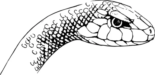 Serpente Ilustração Vetorial Gráfica —  Vetores de Stock
