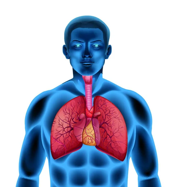 Ilustração Sistema Respiratório Humano — Vetor de Stock