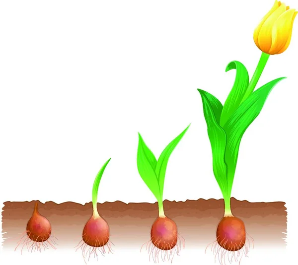 Ilustrace Růstu Tulipánů — Stockový vektor