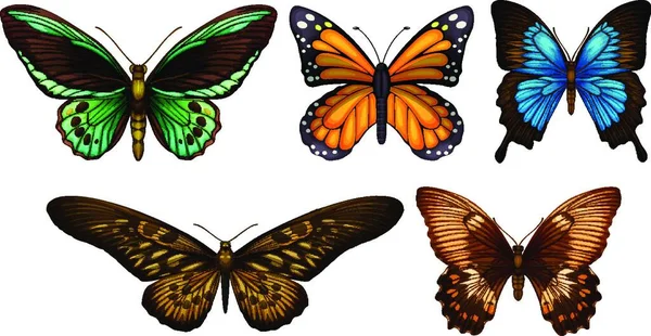 Illustration Mixed Butterflies — Stock Vector