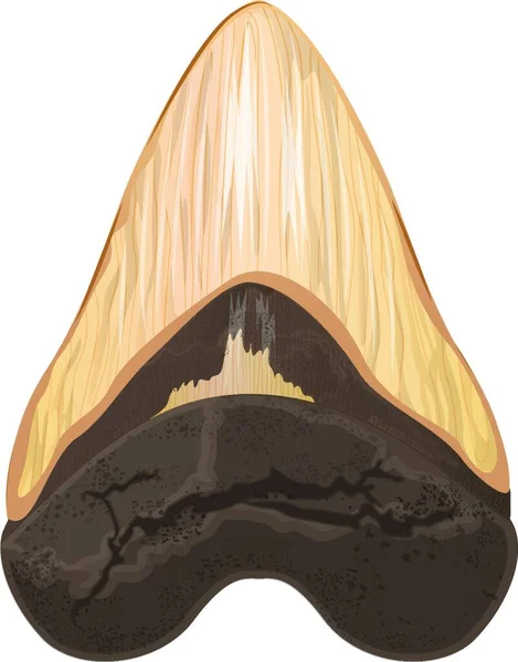Illustration Megalodon Tooth — Stock Vector