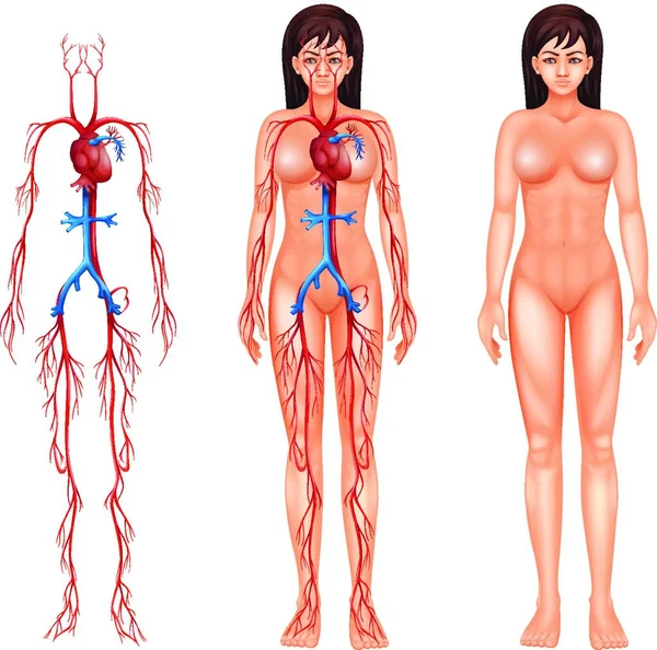 Ilustração Sistema Circulatório Humano — Vetor de Stock