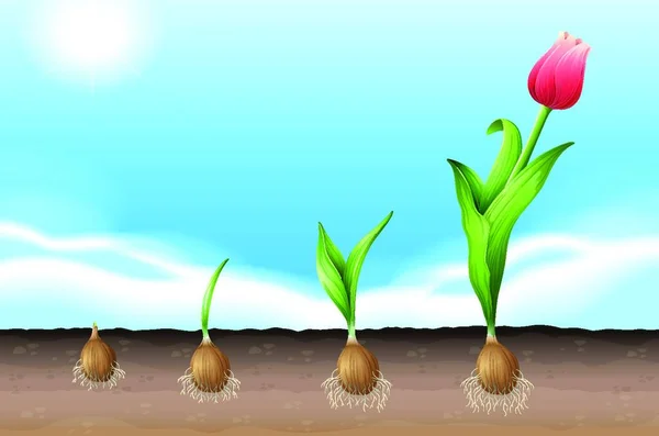 Ilustração Tulipa — Vetor de Stock