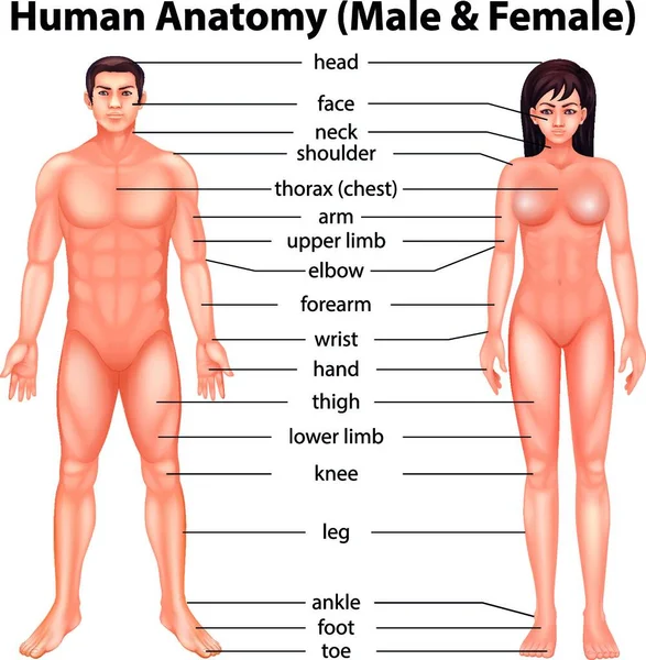 Illustration Human Body Parts — Stock Vector