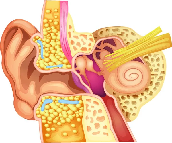 内耳のイラスト — ストックベクタ