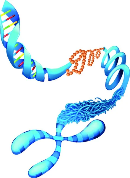 Illustration Deoxyribonucleic Acid — Stock Vector