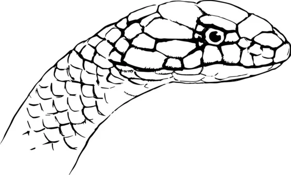 Ilustrace Ophiophagus Hannah — Stockový vektor